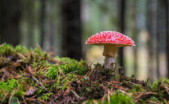 closeup photo of red and white mushroom