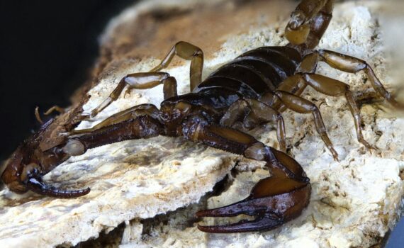 close up of scorpion on rocky surface