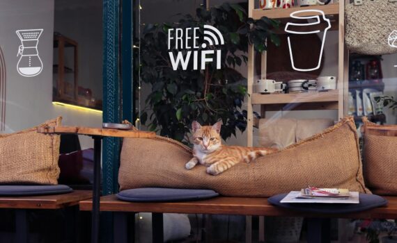 cat lying on pillow of sidewalk cafe