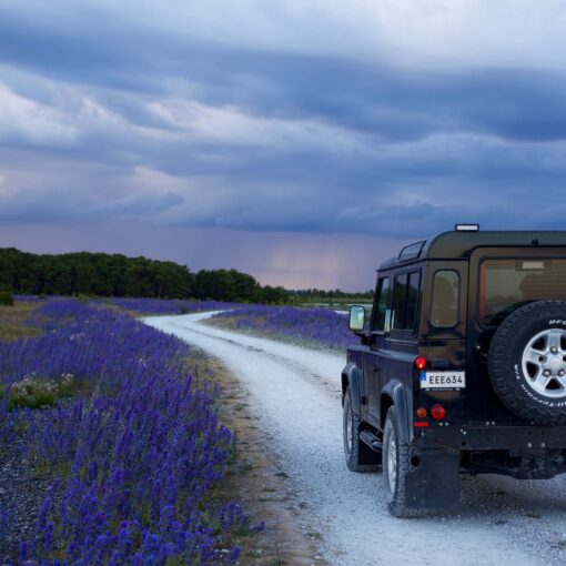 black suv in between purple flower fields