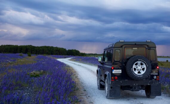 black suv in between purple flower fields