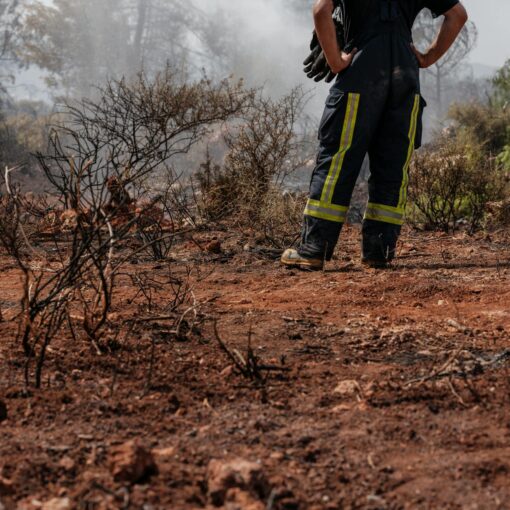 forest fire and moody landscape
